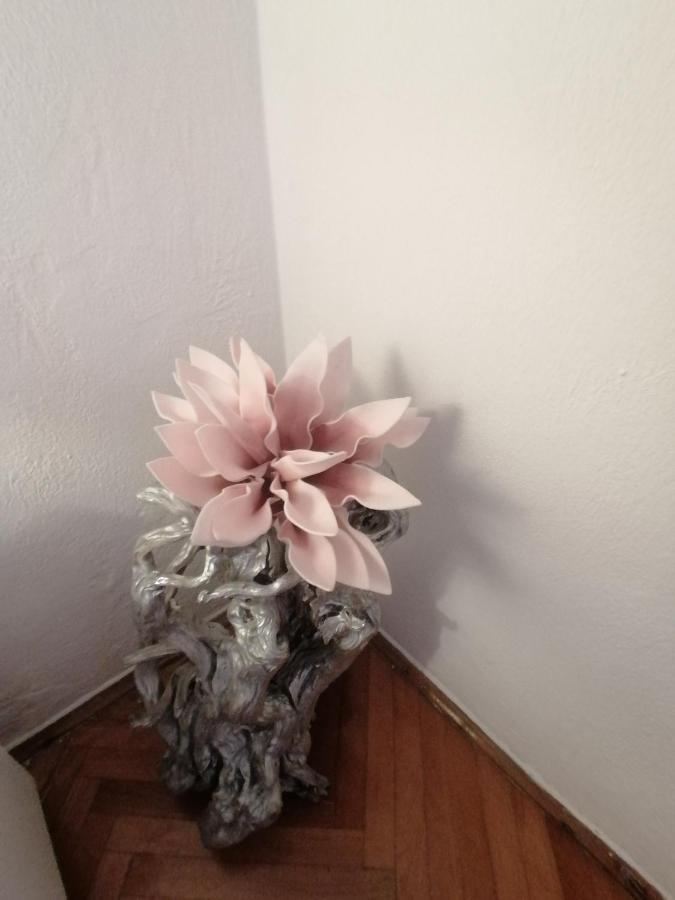 Apartmani Niki Hvar هفار المظهر الخارجي الصورة